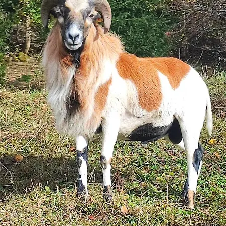 Hochbergerhof *