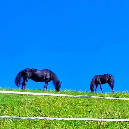 Ferienhaus Hochbergerhof Rottenmann