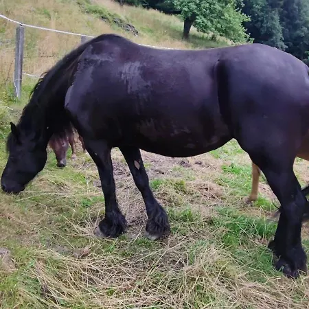 Ferienhaus Hochbergerhof *